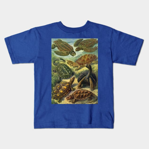 Sea Turtles and Tortoises, Chelonia by Ernst Haeckel Kids T-Shirt by MasterpieceCafe